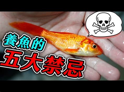 虎邊養魚|養魚新手入門：12個教學讓你養魚一次上手（新手必讀）